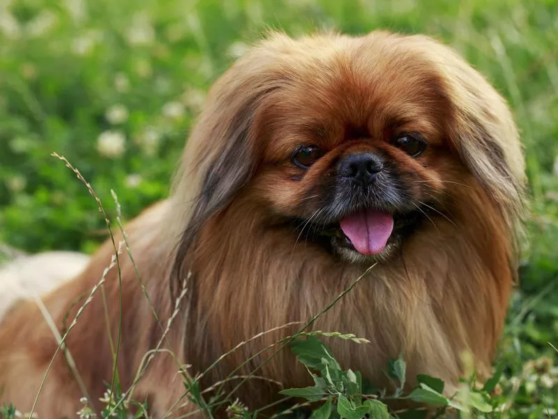 pekingese