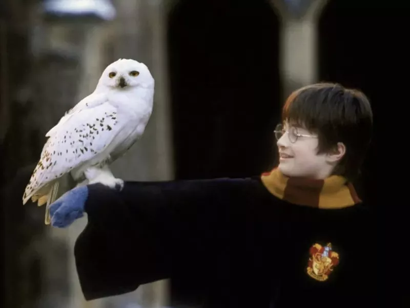 Daniel Radcliffe in Harry Potter and the Sorcerer's Stone