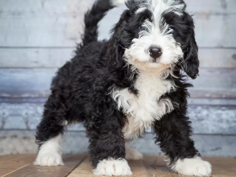 bernedoodle