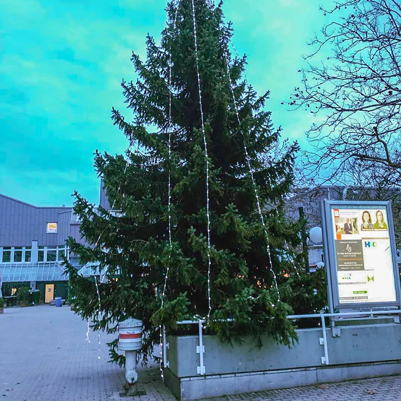 Christmas lights on a tree