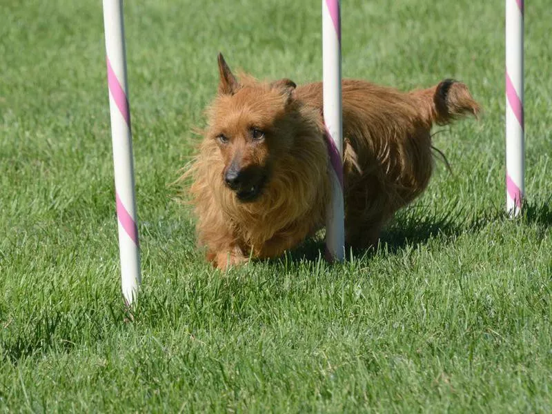 australian terrier