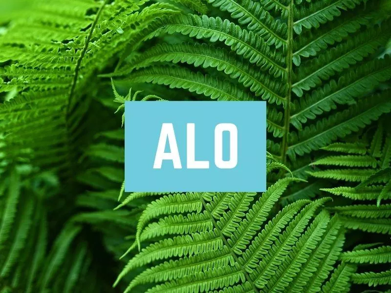 Alo