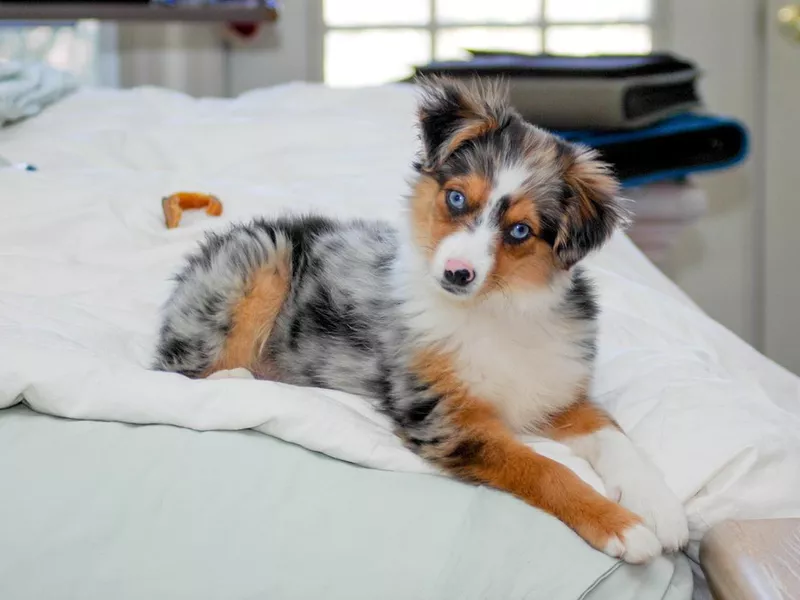 Miniature Australian Shepherd lounging on the bed