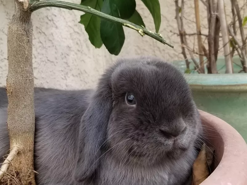 Holland lop bunny