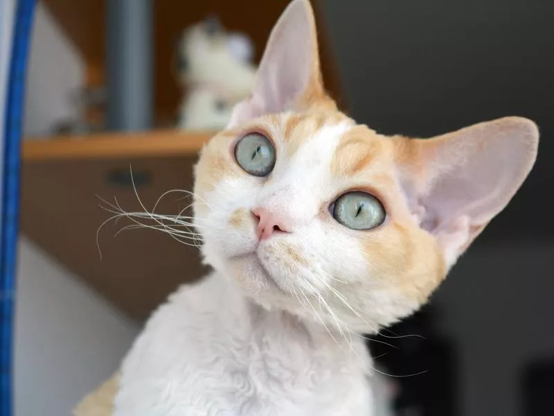 Devon Rex