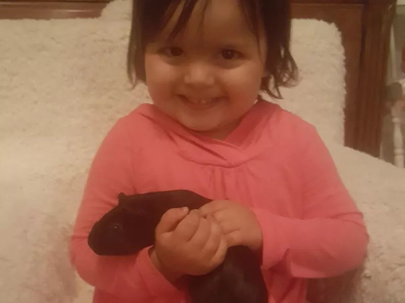 Toddler holding a guinea pig