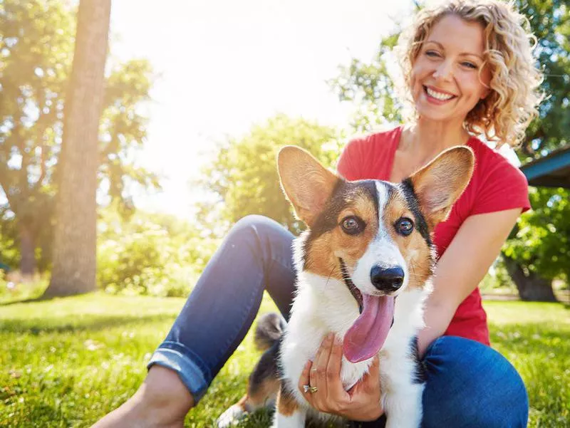 corgi with tongue out