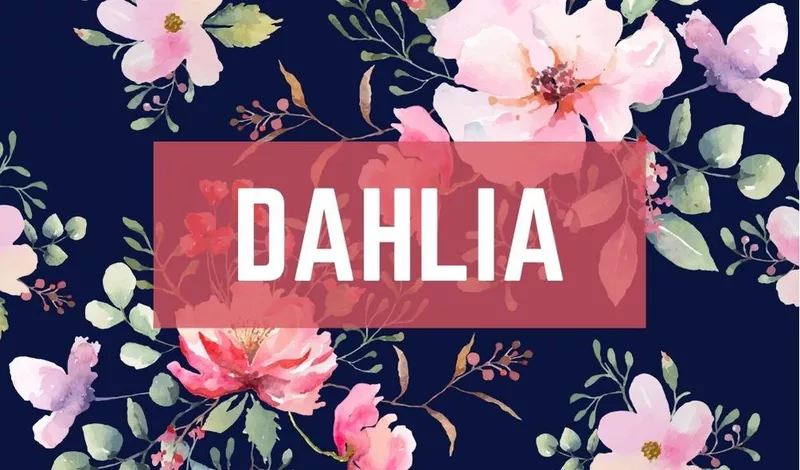 Dahlia