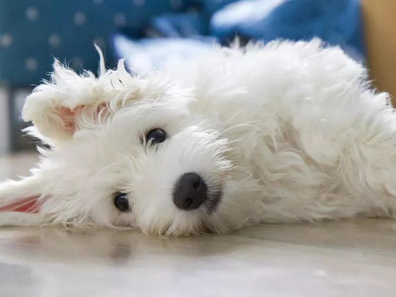 coton de tulear