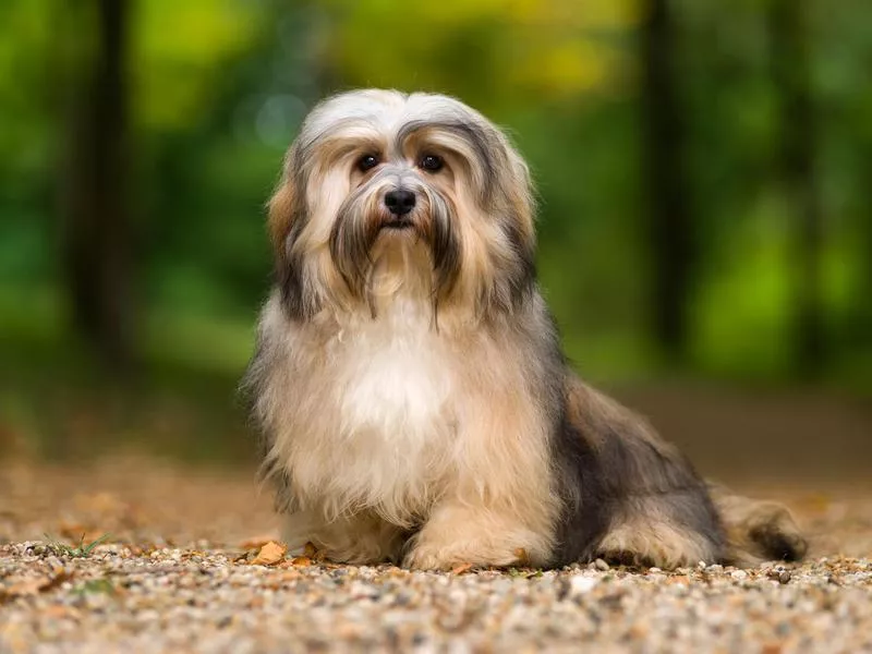 havanese