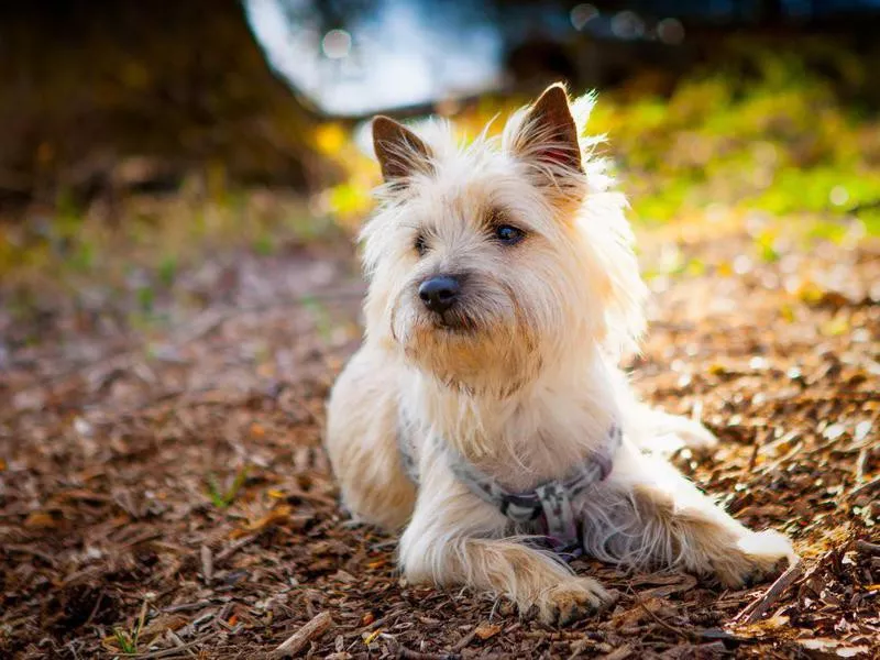 cairn terrier