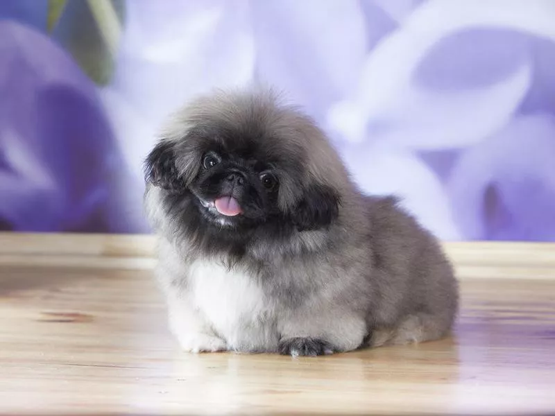 pekingese smiling