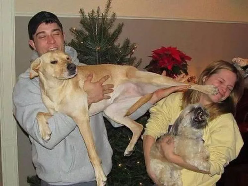 Posing with dogs