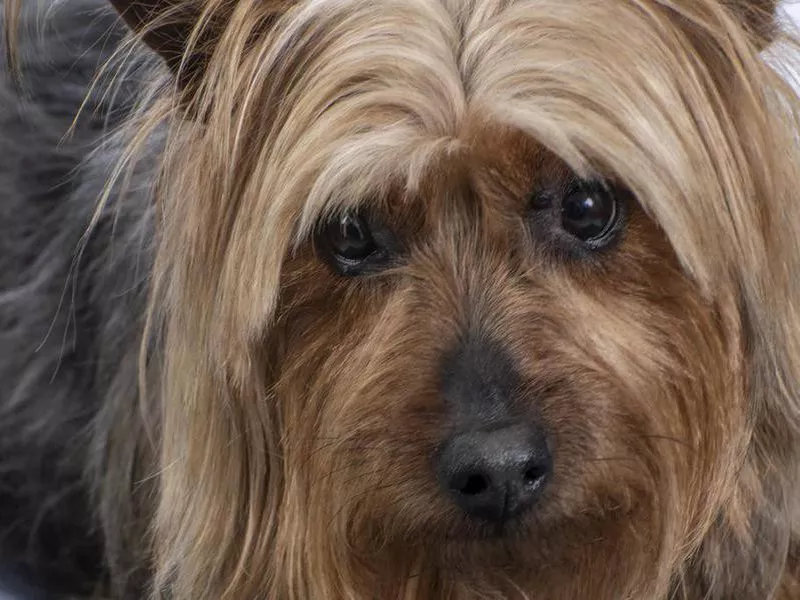 silky terrier