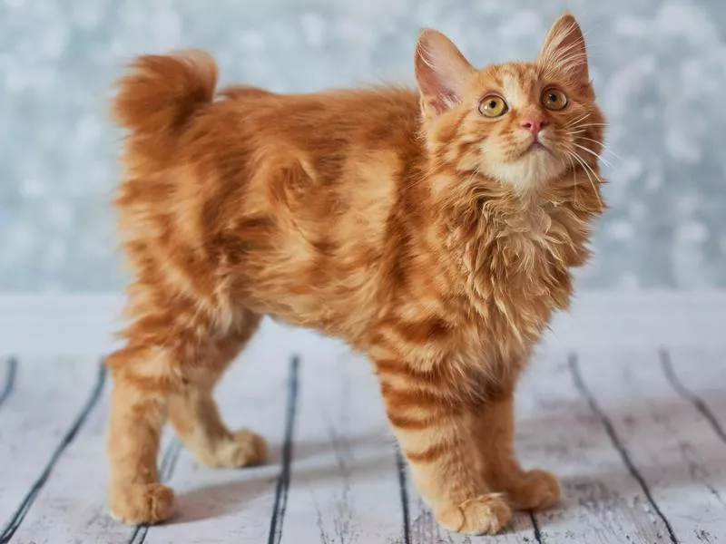 Kurilian Bobtail