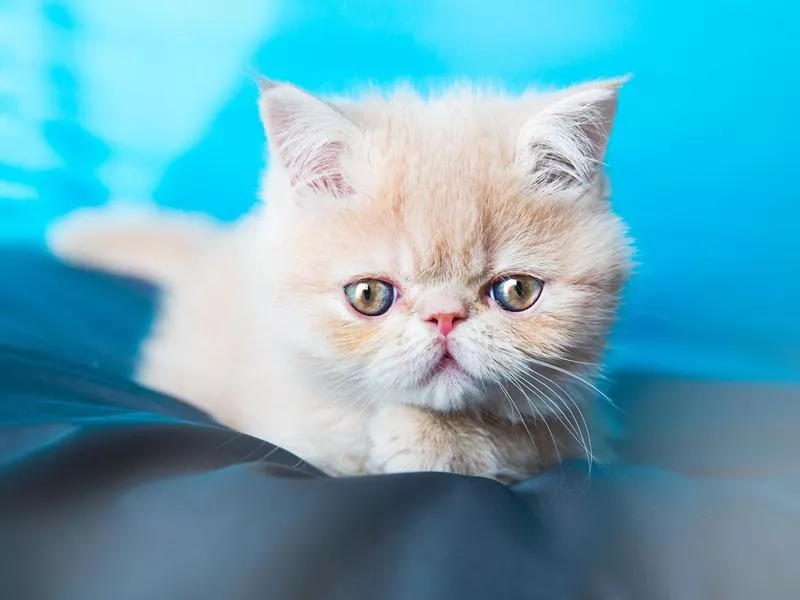 Exotic Shorthair