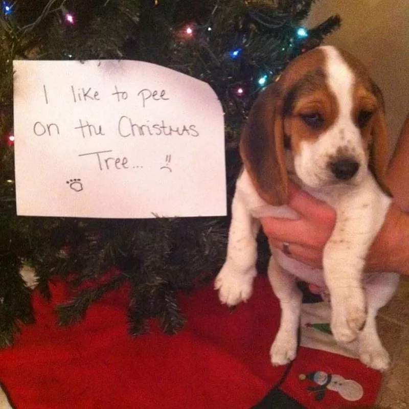 Dog peeing on Christmas tree