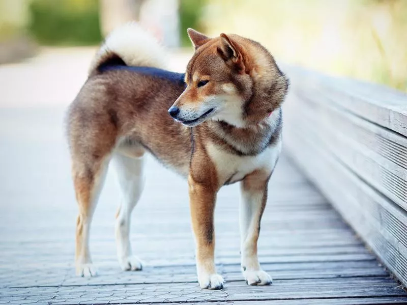 shiba inu