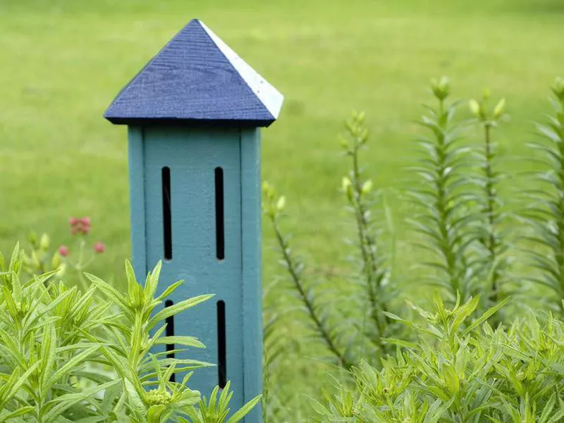 Make a Butterfly House