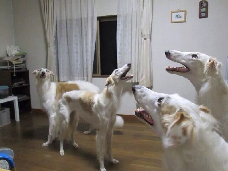 multiple dogs