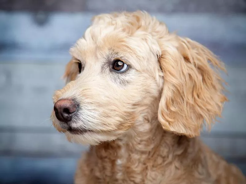 goldendoodle