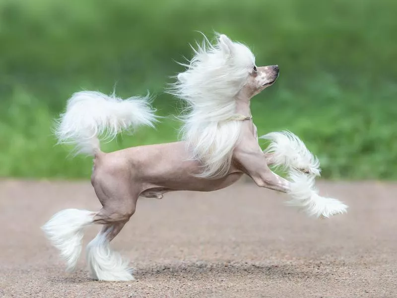 chinese crested