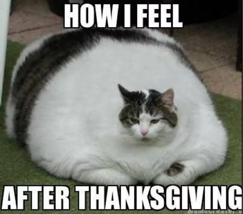 Stuffed after Thanksgiving meme