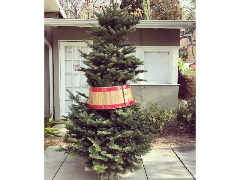 Christmas tree in a tub