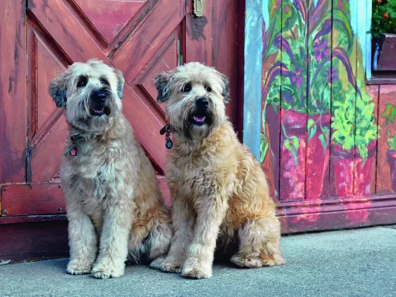 wheaten