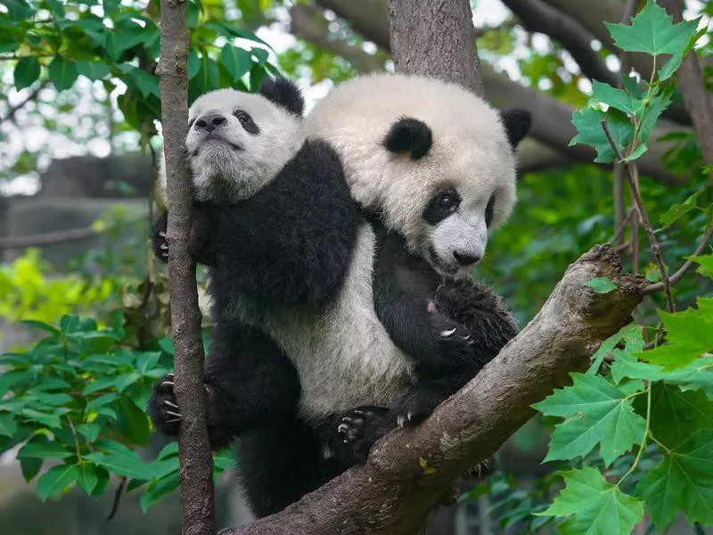 pandas