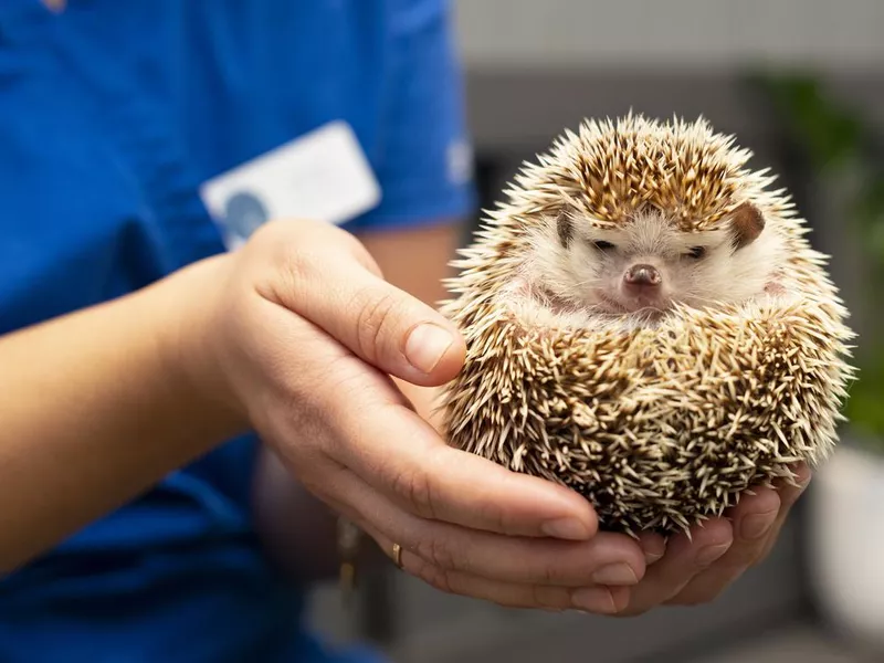 pygmy hedgehog