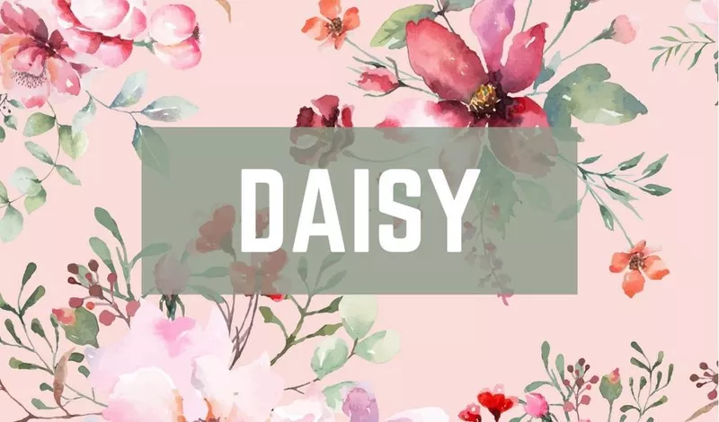 Daisy