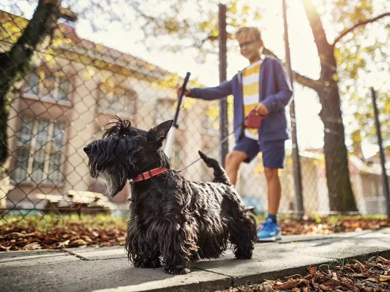 scottish terrier on walk