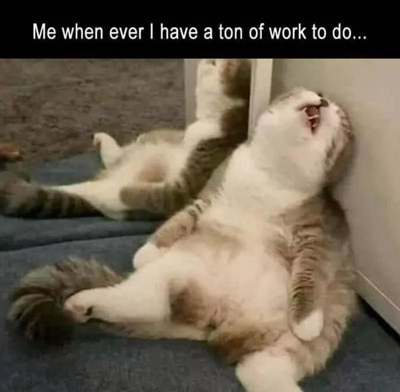 Exhausted cat meme