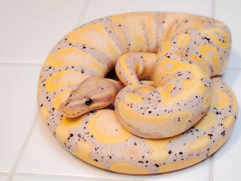 Banana ball python