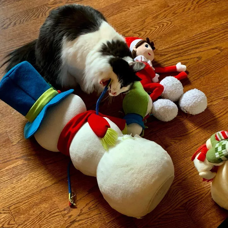 Cat playing with Christmas decorations