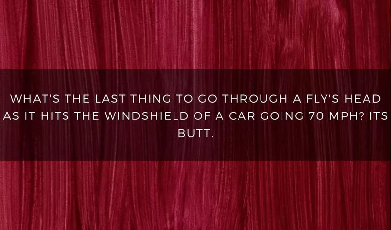 What's the last thing to go through a fly's head as it hits the windshield of a car? Its butt.