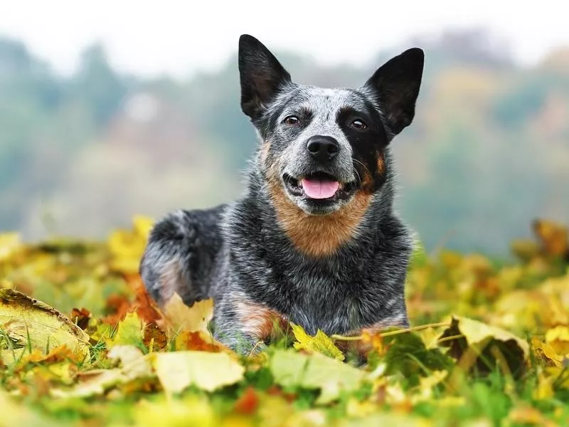 australian cattle dog